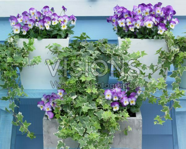 Viola cornuta Deltini Rose Pink Viola cornuta Deltini Rose Pink