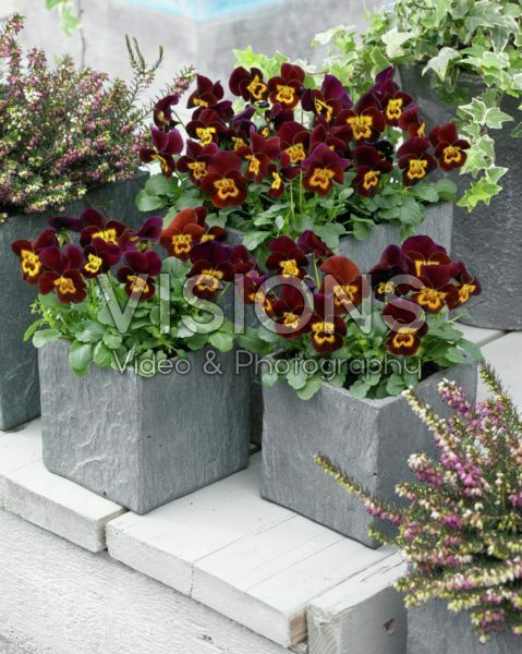 Viola cornuta Rocky Red with Yellow Face Viola cornuta Rocky Red with Yellow Face