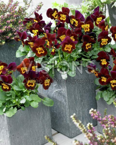 Viola cornuta Rocky Red with Yellow Face Viola cornuta Rocky Red with Yellow Face