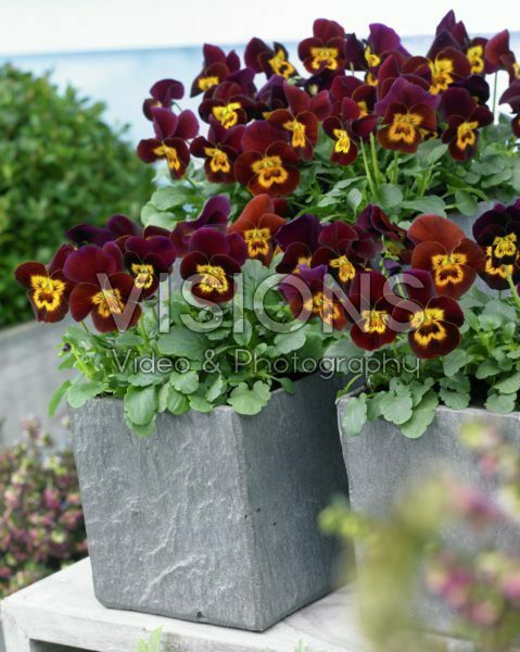 Viola cornuta Rocky Red with Yellow Face Viola cornuta Rocky Red with Yellow Face