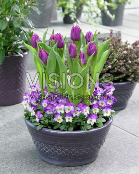 Spring container Spring container