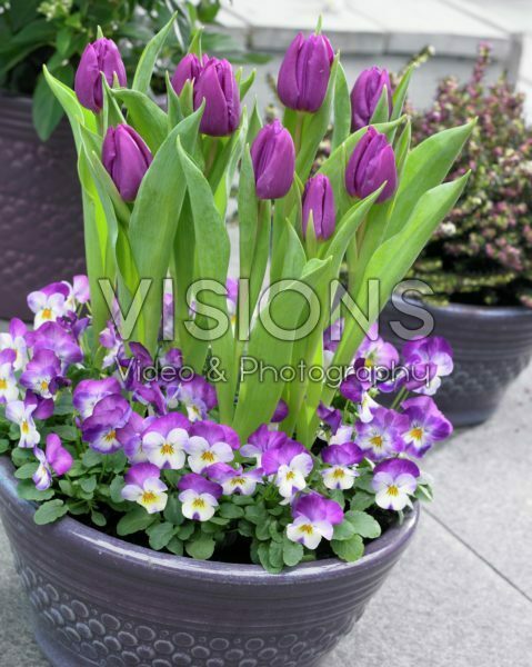 Spring container Spring container