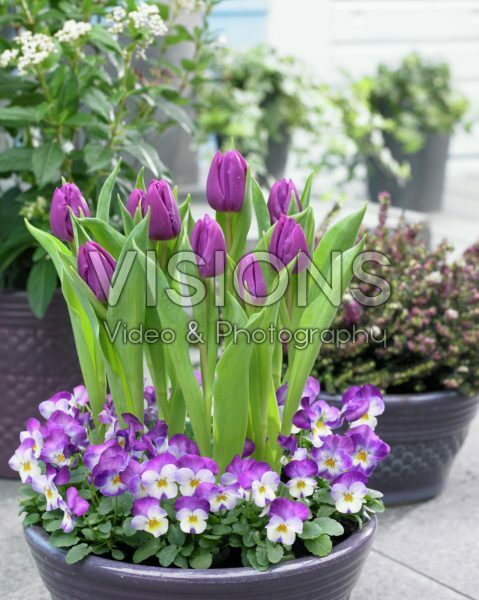 Spring container Spring container