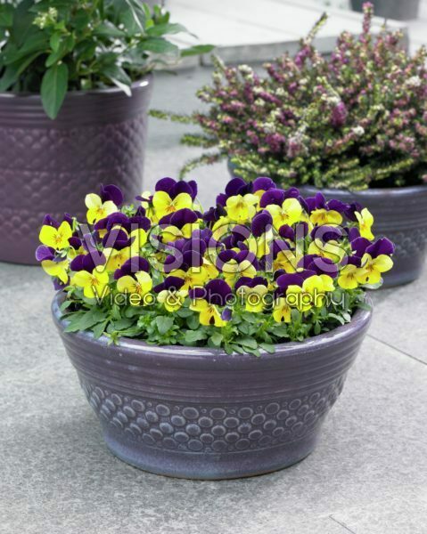 Viola cornuta Viola cornuta