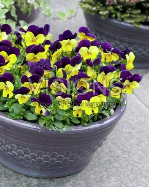 Viola cornuta Viola cornuta