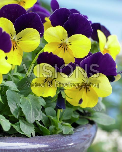 Viola cornuta Viola cornuta