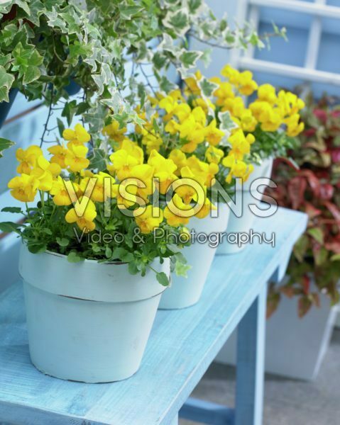 Viola Rocky Yellow Viola Rocky Yellow