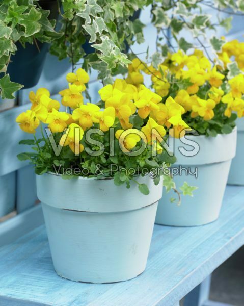 Viola Rocky Yellow Viola Rocky Yellow