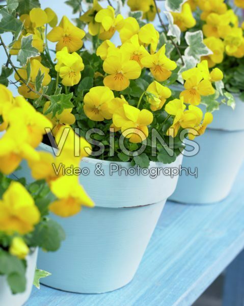 Viola Rocky Yellow Viola Rocky Yellow
