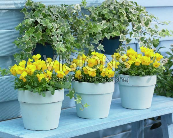 Viola Rocky Yellow Viola Rocky Yellow