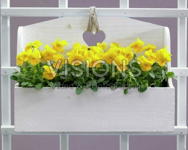 Viola Rocky Yellow Viola Rocky Yellow
