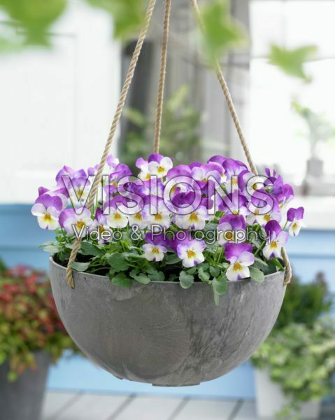 Viola cornuta Deltini Rose Pink Viola cornuta Deltini Rose Pink
