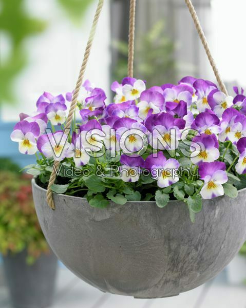 Viola cornuta Deltini Rose Pink Viola cornuta Deltini Rose Pink