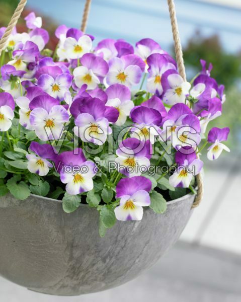 Viola cornuta Deltini Rose Pink Viola cornuta Deltini Rose Pink