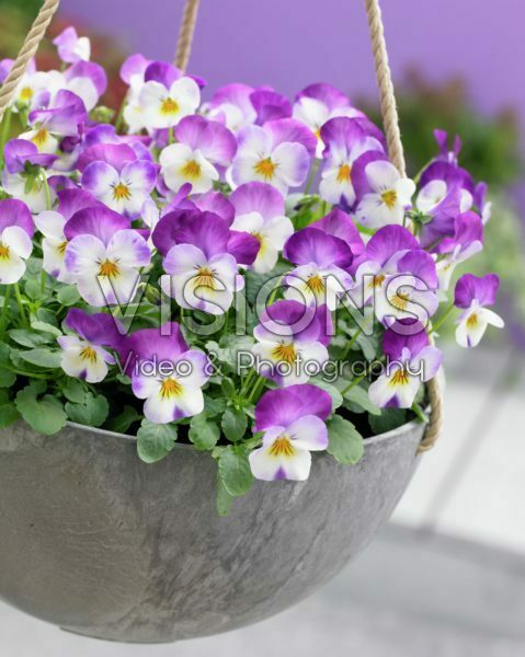 Viola cornuta Deltini Rose Pink Viola cornuta Deltini Rose Pink