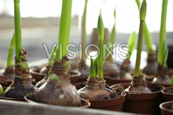 Hippeastrum bulbs Hippeastrum bulbs