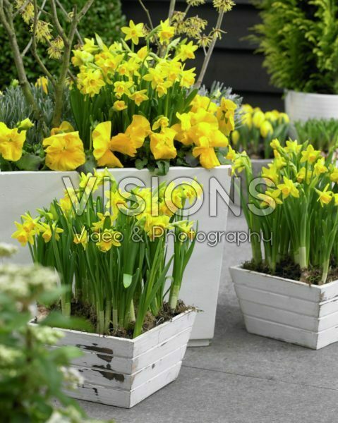 Shrub and bulbs on pot Shrub and bulbs on pot