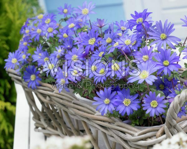 Anemone blanda Blue Shades Anemone blanda Blue Shades