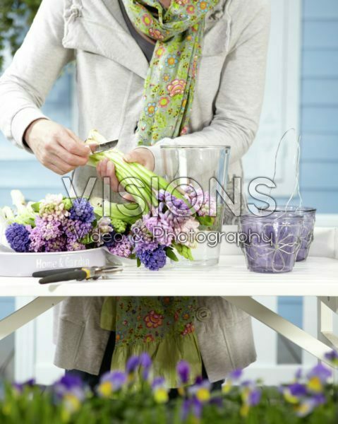 Arranging hyacinths Arranging hyacinths
