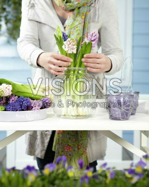Arranging hyacinths Arranging hyacinths