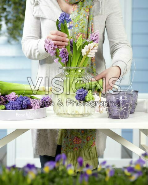 Arranging hyacinths Arranging hyacinths