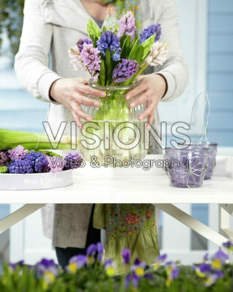 Arranging hyacinths Arranging hyacinths
