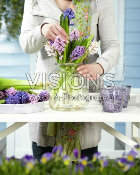 Arranging hyacinths Arranging hyacinths
