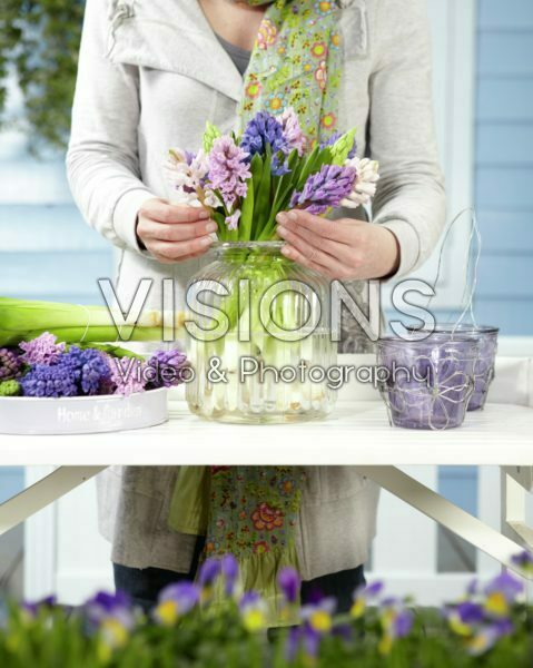 Arranging hyacinths Arranging hyacinths