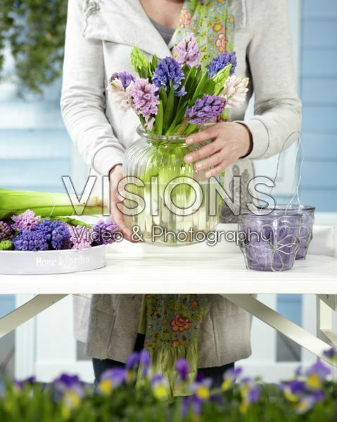 Arranging hyacinths Arranging hyacinths