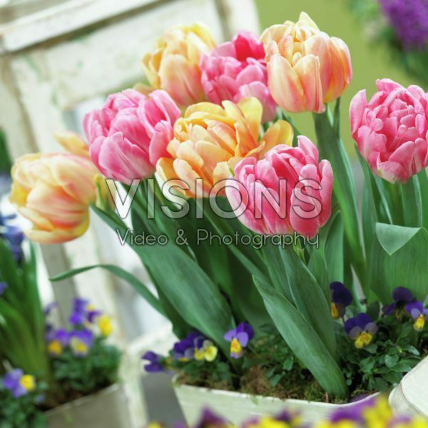 Tulipa Foxtrot, Foxy Foxtrot Tulipa Foxtrot, Foxy Foxtrot