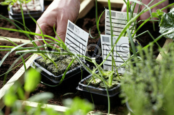 Square foot gardening Square foot gardening