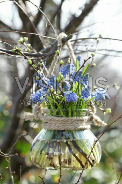 Muscari armeniacum Muscari armeniacum