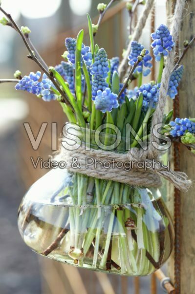 Muscari armeniacum Muscari armeniacum