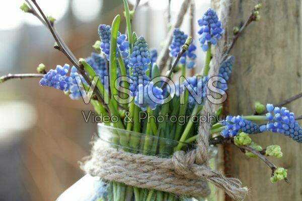 Muscari armeniacum Muscari armeniacum