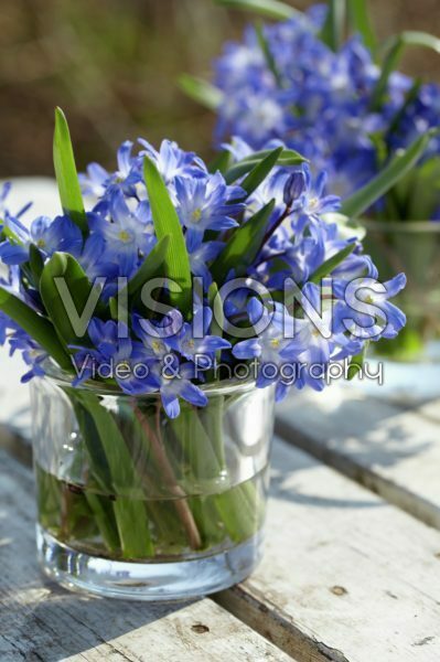 Chionodoxa forbesii Blue Giant Chionodoxa forbesii Blue Giant