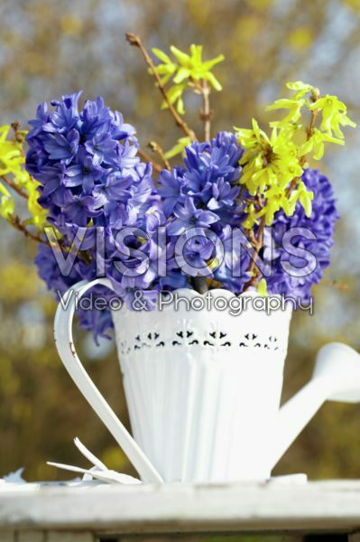 Hyacinthus, Forsythia Hyacinthus, Forsythia