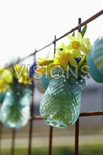 Narcissus Tete a Tete Narcissus Tete a Tete