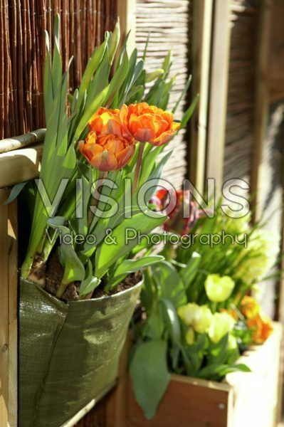 Vertical gardening Vertical gardening