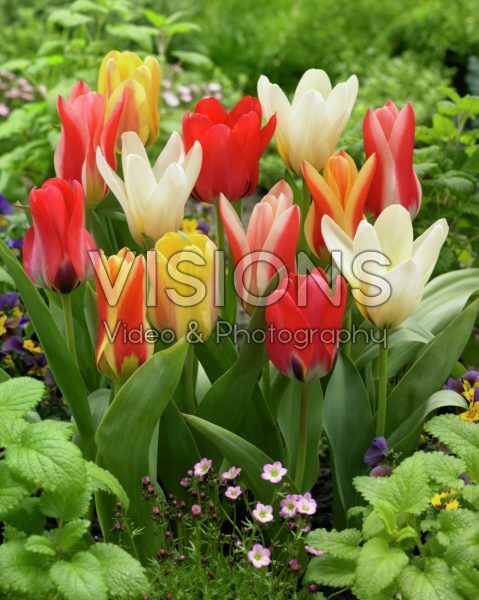 Tulipa fosteriana mix Tulipa fosteriana mix