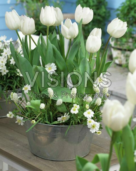 Spring container Spring container