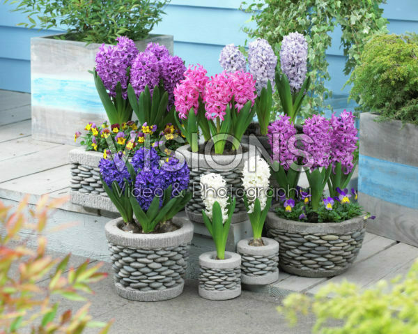 Hyacinthus collection Hyacinthus collection