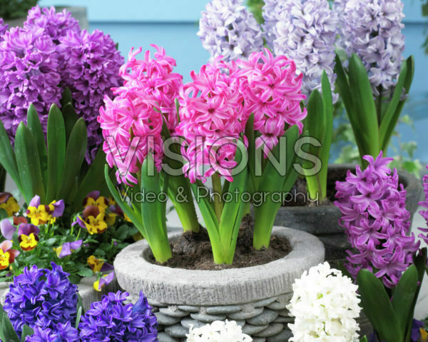 Hyacinthus collection Hyacinthus collection