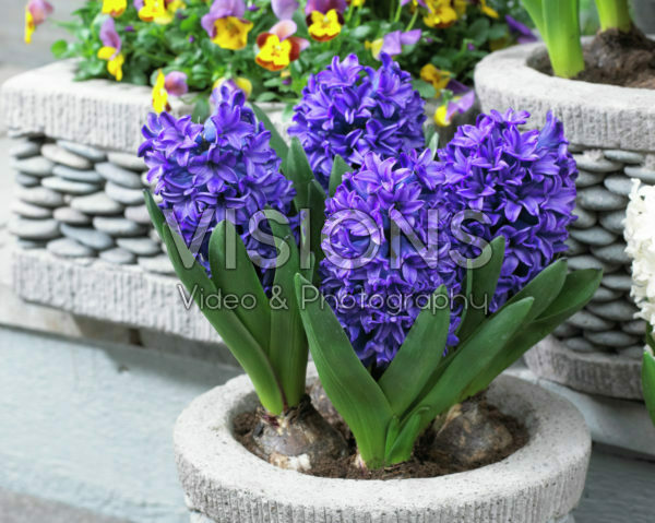 Hyacinthus Blue Trophy Hyacinthus Blue Trophy