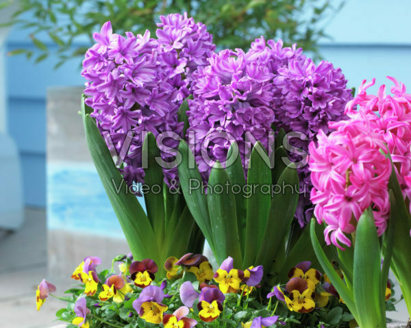 Hyacinthus Purple Voice Hyacinthus Purple Voice