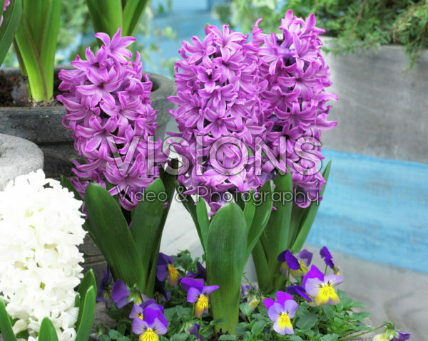 Hyacinthus Purple Pride Hyacinthus Purple Pride