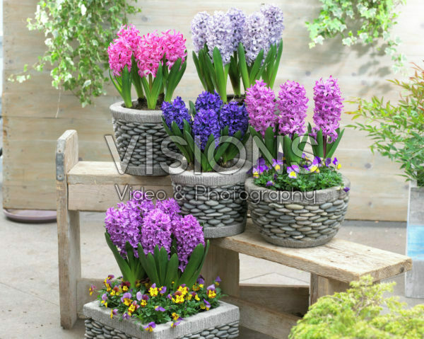 Hyacinthus collection Hyacinthus collection