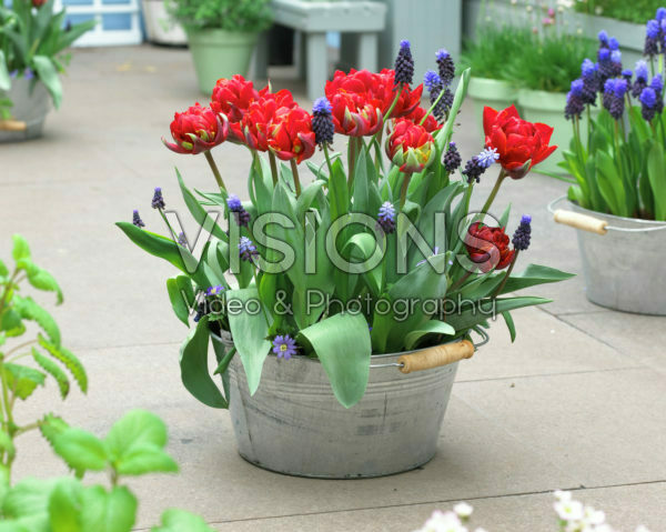 Spring container Spring container