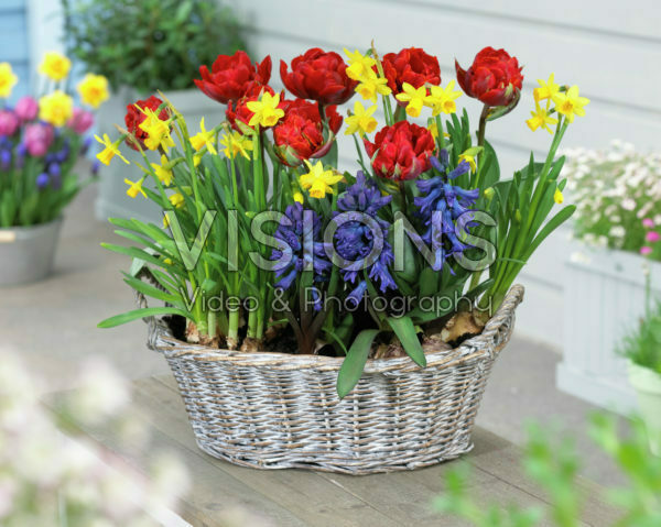 Spring container Spring container