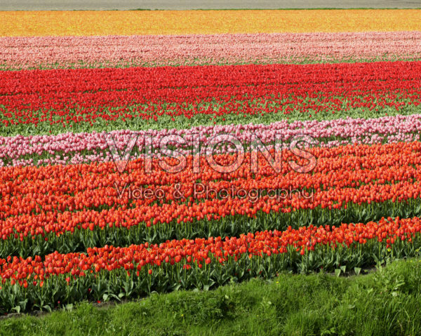 Tulpenveld Tulpenveld