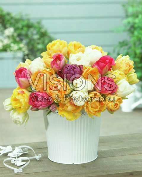 Tulipa double mix Tulipa double mix